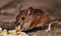 24 Hour & Emergency Exterminators in Yorktown Naval Weapons Stati, VA